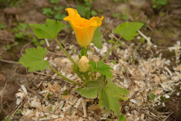 Zucchini blomma på sågspån bakgrund — Stockfoto