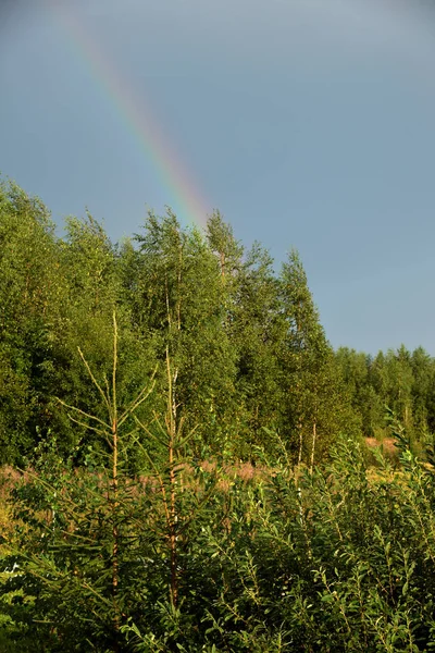 View of forest and rainbow