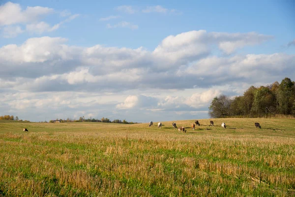 Rebanho de vacas pastando em colina no campo por floresta — Fotografia de Stock