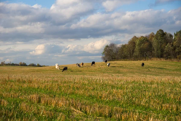 Stado krów pasących się na wzgórzu w pole przez Las — Zdjęcie stockowe
