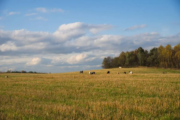 Stado krów pasących się na wzgórzu w pole przez Las — Zdjęcie stockowe