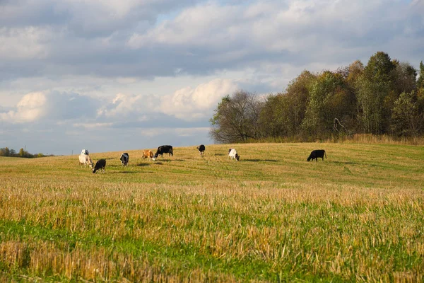 Rebaño de vacas pastando en la colina en el campo por bosque — Foto de Stock