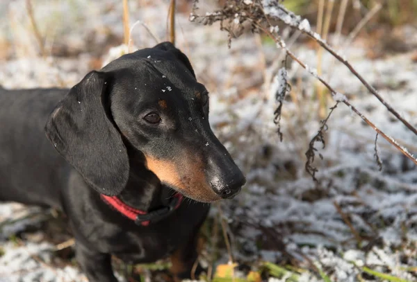 Schwarzbrauner Dackel im Feld mit erstem Schnee im Spätherbst — Stockfoto