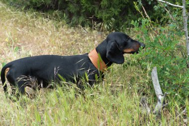 Uzun otların içinde siyah ve tabaklamak dachshund