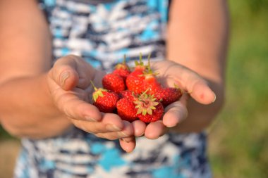 Çilek erkek üzerinde bir güneşli yaz gününde palms