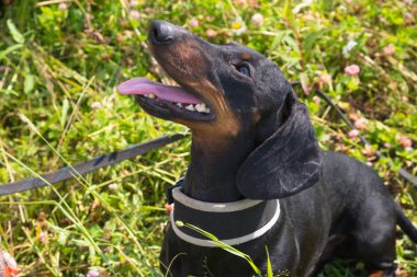 Genç düz siyah ve tabaklamak dachshund sıcak yaz gün