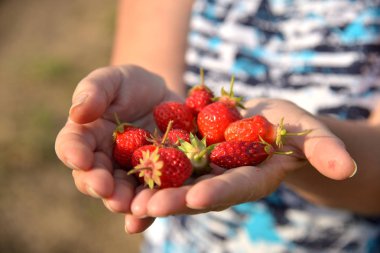 Çilek erkek üzerinde bir güneşli yaz gününde palms