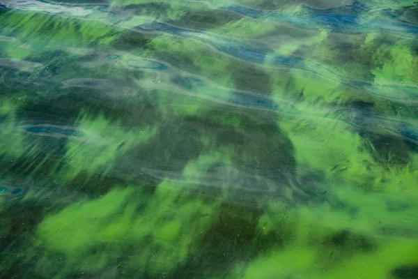 Povrchové Vody Jezera Kvetoucí Planktonu Řasami — Stock fotografie