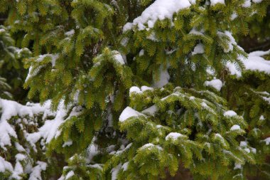 çam dalları ile kar