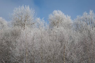 Ağaçlar buz ve kar kış güneşli