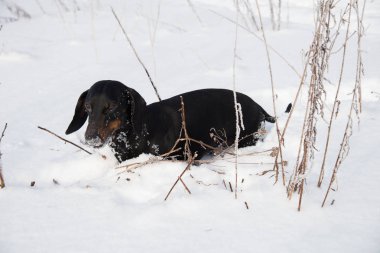 Siyah ve tabaklamak dachshund kış alanındaki