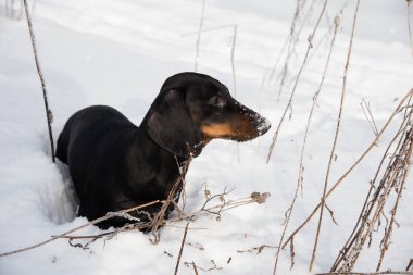 Siyah ve tabaklamak dachshund kış alanındaki