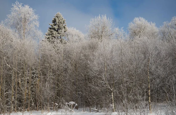 Bomen Vorst Sneeuw Zonnige Winterdag — Stockfoto