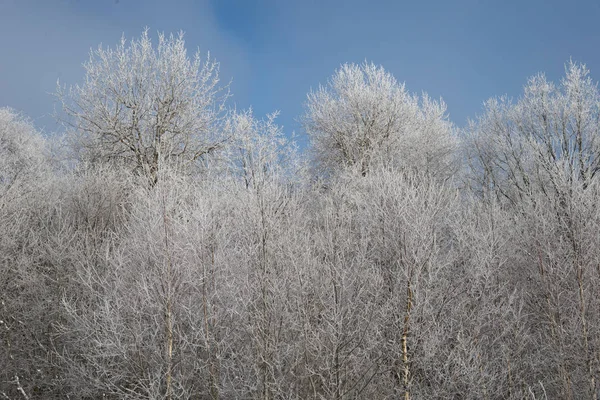 Ağaçlar buz ve kar kış güneşli
