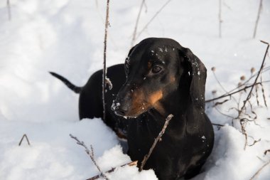 Siyah ve tabaklamak dachshund kış alanındaki