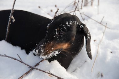 Siyah ve tabaklamak dachshund kış alanındaki