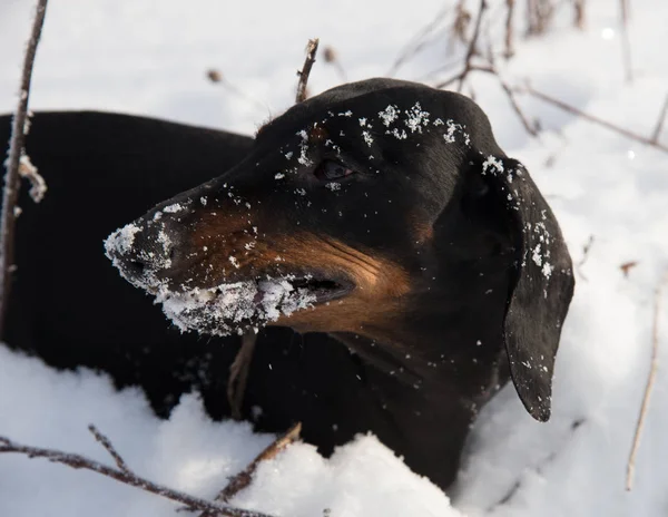 Schwarzbraun Dackel Winterfeld — Stockfoto