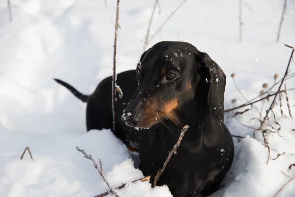 Schwarzbraun Dackel Winterfeld — Stockfoto