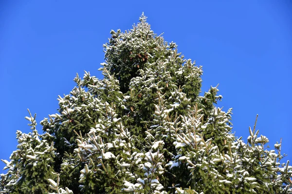 Abeto Con Conos Nieve Contra Cielo —  Fotos de Stock