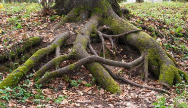 Yosun kaplı köksap eski ağaç erken ilkbaharda