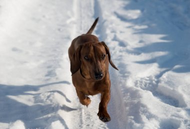 Kırmızı dachshund karla kaplı yolda çalıştırmak 