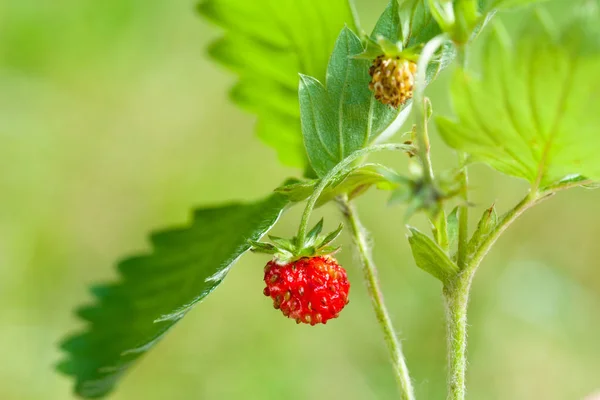 Fresa Hoja Sobre Fondo Verde — Foto de Stock