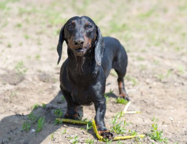 Yaz aylarında plajda Yüzme sonra sopa çiğneme dachshund