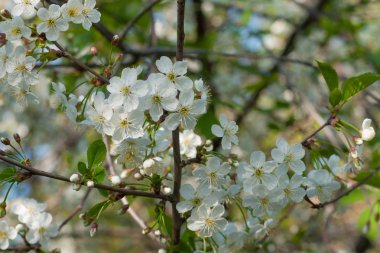 İlkbaharda çiçek açan kiraz-güneşli
