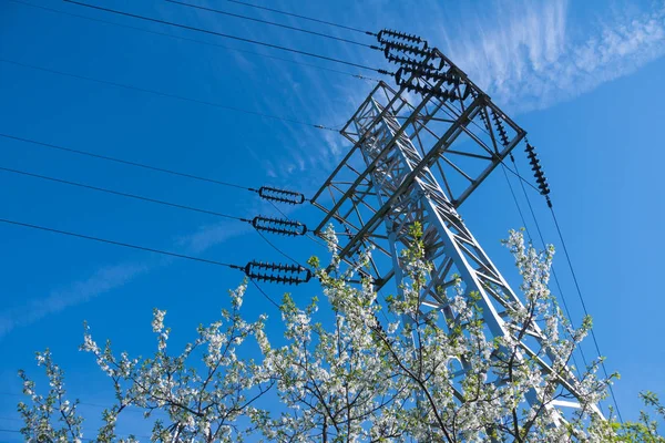 Floración Cerezo Línea Alto Voltaje Día Soleado Primavera —  Fotos de Stock