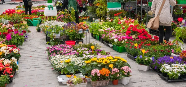 Flower Market City Sunny Summer Day Stock Picture