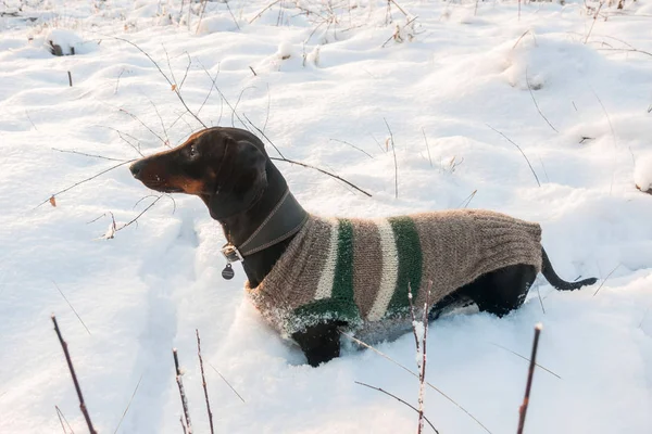 Schwarzbrauner Dackel Wollenen Anzug Winterfeld — Stockfoto