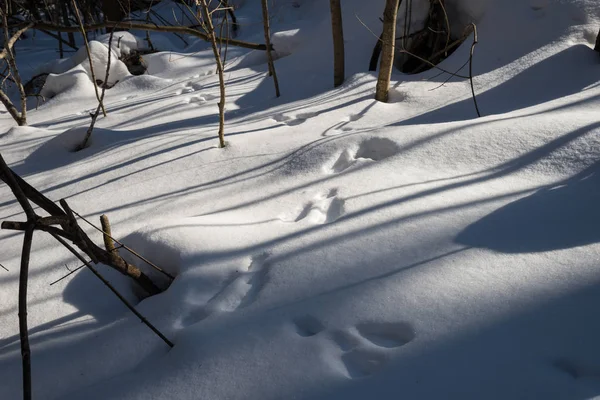 Sporen Van Haas Sneeuw Bos — Stockfoto