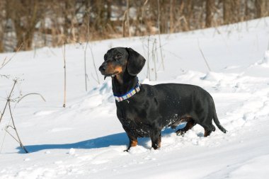 Siyah ve tabaklamak havlayan dachshund karda yürümek için 