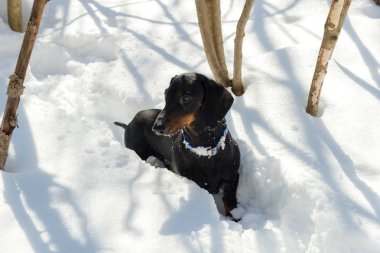 Karlı ormandır siyah ve tabaklamak dachshund  