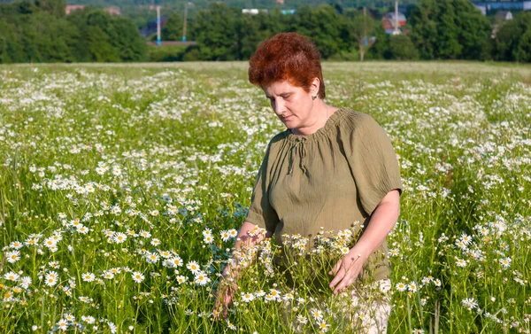 Idős Faluban Kamilla Mező — Stock Fotó