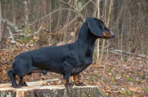 Bassotto Nero Abbronzato Sul Ceppo Betulla Nella Foresta Autunnale — Foto Stock