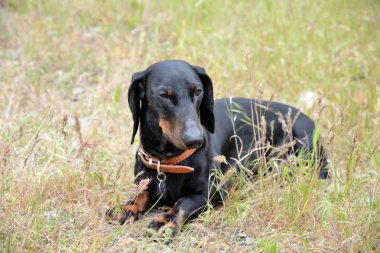 Siyah ve tabaklamak dachshund yaz alanında