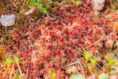Moss sphagnum, kırmızı ve kahverengi bina yosunu, Karelia, Rusya