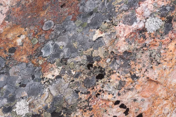 Surface Pierre Rouge Naturelle Porphyre Quartzite Pourpre Recouverte Mousse Lichen — Photo