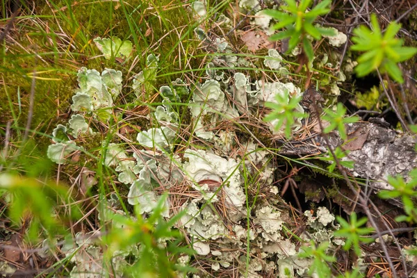 Forest litter with lichen Parmelia in summer, Karelia, Russia