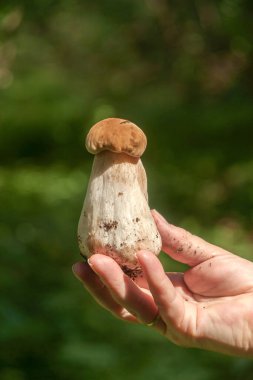 Ormanda kadınların elinde cep, penny bun, porcino veya porcini (Boletus edulis)