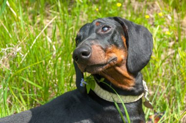 Yaz tarlasında siyah ve kahverengi dachshund köpeği.