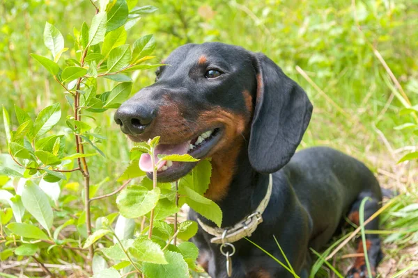 夏のフィールドで黒と日焼けのDachshund子犬 — ストック写真