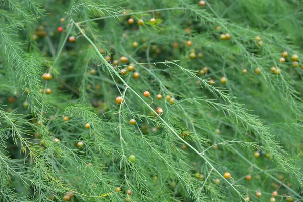 Parsa Officinalis Hedelmiä Puutarhassa — kuvapankkivalokuva