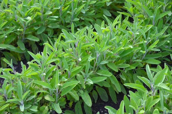 Sage Plant Salvia Officinalis Garden — Stock Photo, Image