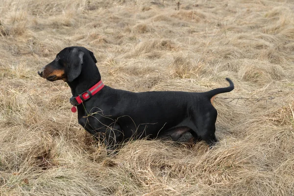 Black Tan Dachshund Dry Grass Meadow Early Spring — Stock Photo, Image