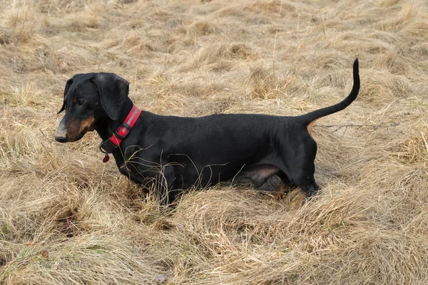 Black Tan Dachshund Dry Grass Meadow Early Spring — Stock Photo, Image