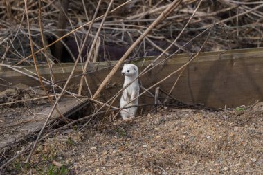 White weasel ( Mustela nivalis )  in sand in early spring clipart