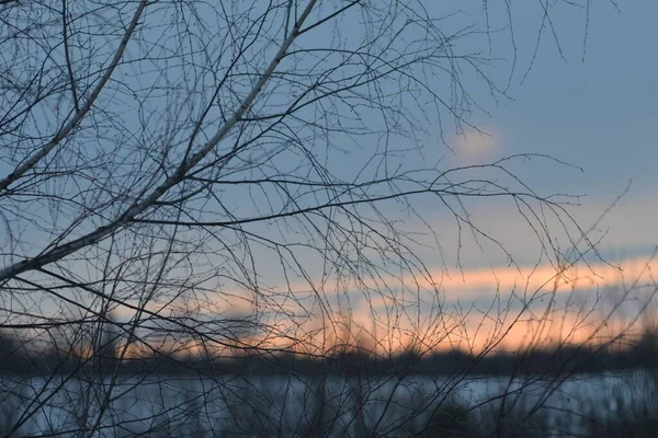 Гілки Берези Ранньому Весняному Фоні Заходу Сонця — стокове фото