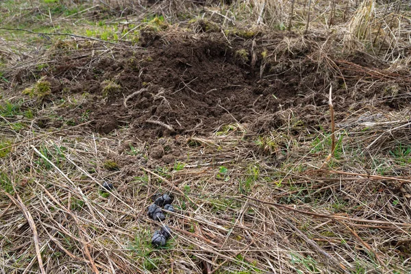 Kopanie Dzików Odchodów Skraju Lasu Polu Wczesną Wiosną — Zdjęcie stockowe